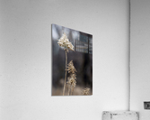 000013 Acrylic Print