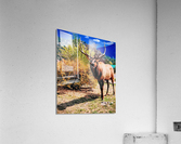 Mister Sweet Face Acrylic Print