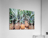 Pineapples Acrylic Print