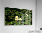 Yellow Water Lilies Acrylic Print