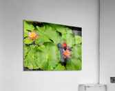 Water Lilies Acrylic Print