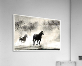 Wild Horses Acrylic Print