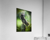 Owl on Perch Acrylic Print