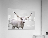 White Longhorn Cow In Snow Acrylic Print