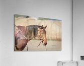 Cow Horse Lucy Acrylic Print