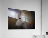 Shaggy Pony In Moonlight Acrylic Print