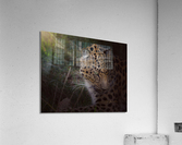 Leopard In Sun Beams - Close Up Acrylic Print