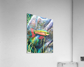 3DC2509B 7CAB 4375 BC83 856BA6BB7369 Acrylic Print