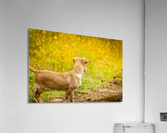 IMG_1401 Acrylic Print