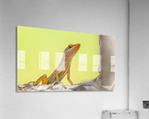 IMG_1279 Acrylic Print