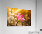 IMG_1301 Acrylic Print