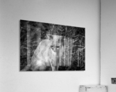 IMG_1305 Acrylic Print