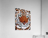 Bengal Beauty  Acrylic Print