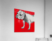 Early 1900s Georgia Bulldog Art Acrylic Print