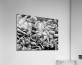 Seashells B&W Acrylic Print