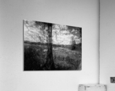 Tree in Field  B&W Acrylic Print
