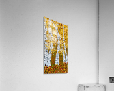 Autumn Birches Acrylic Print
