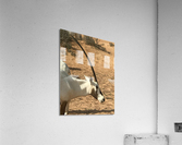 Arabian Oryx: Dubai United Arab Emirates Acrylic Print