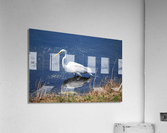 Egret  Acrylic Print
