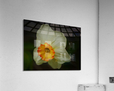 Narcissus I Acrylic Print