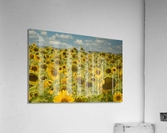 Sunflower Field I - Summer Decay Acrylic Print