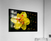 Narcisuss II Acrylic Print