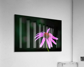 Wild Coneflower I Acrylic Print