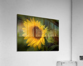 Sunflower Acrylic Print