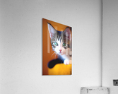Bella wants to play  Acrylic Print