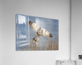 Short Eared Owl - Pajama Bottoms Acrylic Print