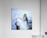 Short Eared Owl - Snow Acrylic Print