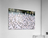 Sandpipers Acrylic Print