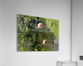 Flamingo in Florida Acrylic Print