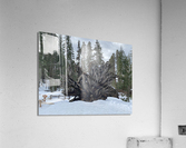 Redwood Root Yosemite  Acrylic Print