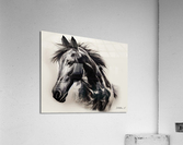 Arabian Horse  Acrylic Print