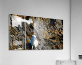 Sheep pair on ledge Seward highway Acrylic Print