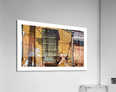 Window Downtown House in Maracaibo Zulia Venezuela Acrylic Print