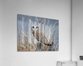 Short Eared Owl Acrylic Print
