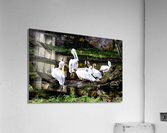 Pelican Hangout Acrylic Print
