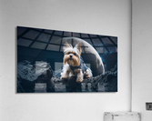 Yorkie on the moon  Acrylic Print