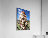 Spanish Dagger - Natural Acrylic Print