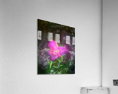 Hidden Love Acrylic Print