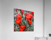 Scarlet Hedgehog - Square Acrylic Print