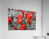 Scarlet Hedgehog Cactus Blooms Acrylic Print