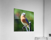 Eastern Bluebird Acrylic Print