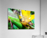 Puerto Rico Acrylic Print