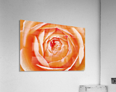 Orange Rose Acrylic Print