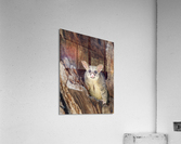 Brush-tailed Possum Acrylic Print