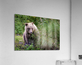 Kenai Brown Bear  Acrylic Print