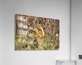 Colombian Ground Squirrel Acrylic Print
